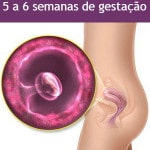 Gestação de 5 a 6 semanas – Sintomas, Imagens da Barriga