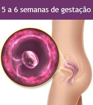 Read more about the article Gestação de 5 a 6 semanas – Sintomas, Imagens da Barriga