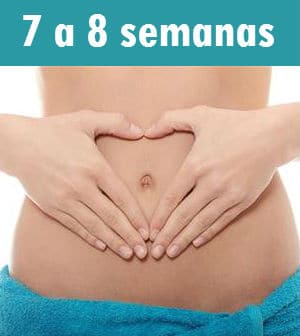 Read more about the article Gestação de 7 a 8 semanas – Características do bebê