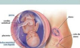 Gestação de 15 a 17 semanas – Sintomas, Características