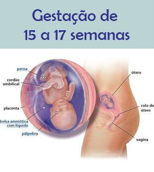 Read more about the article Gestação de 15 a 17 semanas – Sintomas, Características