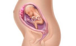 Gestação de 23 a 24 semanas – Confira o desenvolvimento