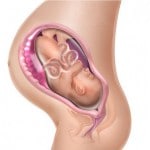 Gravidez de 27 a 28 semanas – Mudanças do corpo