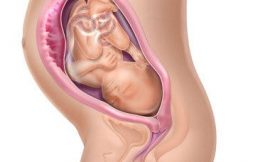 Gestação de 31 a 32 semanas – Sintomas, peso
