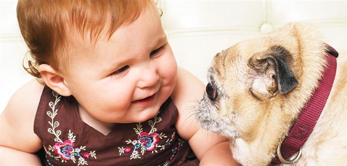 amizade de cachorro com bebe