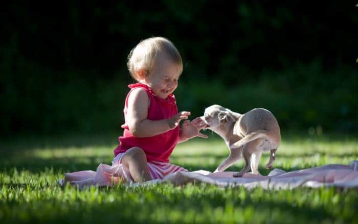 bebe na grama com cachorro