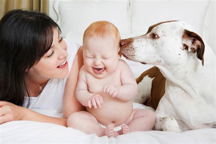 cachorro cheirando bebe