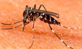 Dicas para proteger o bebê da dengue