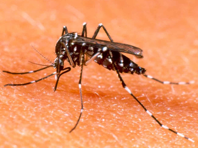 Read more about the article Dicas para proteger o bebê da dengue