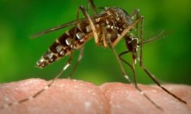 Zika Vírus na Gestação