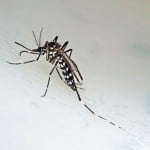 Quem já teve Zika Vírus pode engravidar?