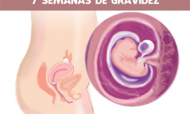 7 Semanas de gravidez: Barriga Inchada e outros sintomas