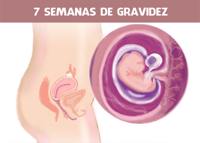 7 semanas de gravidez