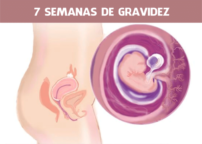 Read more about the article 7 Semanas de gravidez: Barriga Inchada e outros sintomas