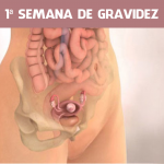 1 Semana de Gravidez