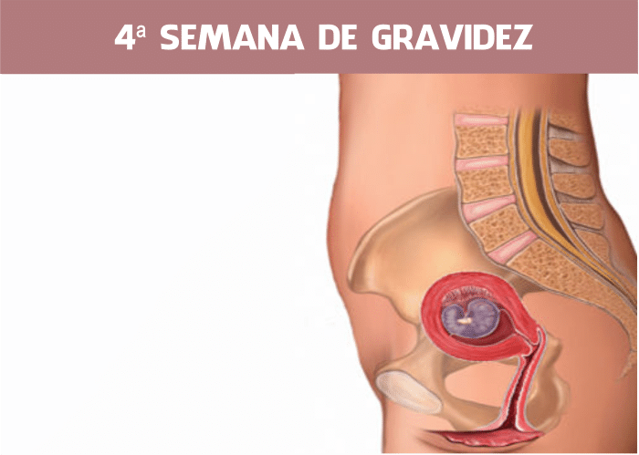 4 semanas de gravidez