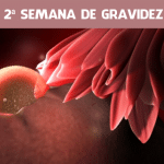 2 Semanas de gravidez