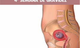 4 semanas de gravidez: Embriologia e Ultrassom