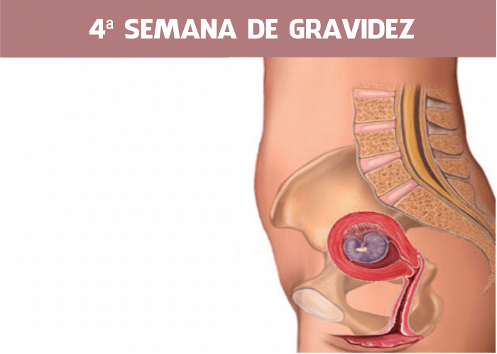 Read more about the article 4 semanas de gravidez: Embriologia e Ultrassom