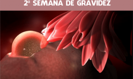 2 Semanas de gravidez