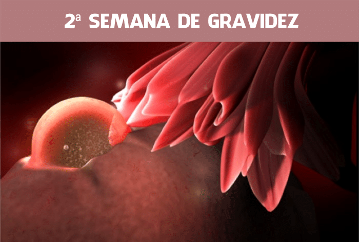 gravidez duas semanas