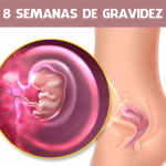 8 semanas de gravidez: Sintomas, Barriga e Ultrassom