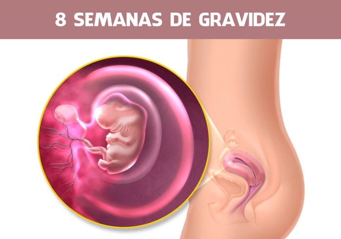 Read more about the article 8 semanas de gravidez: Sintomas, Barriga e Ultrassom