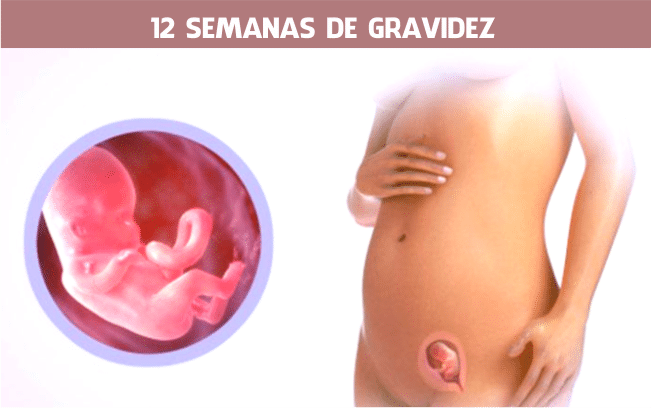 12 semanas de gravidez