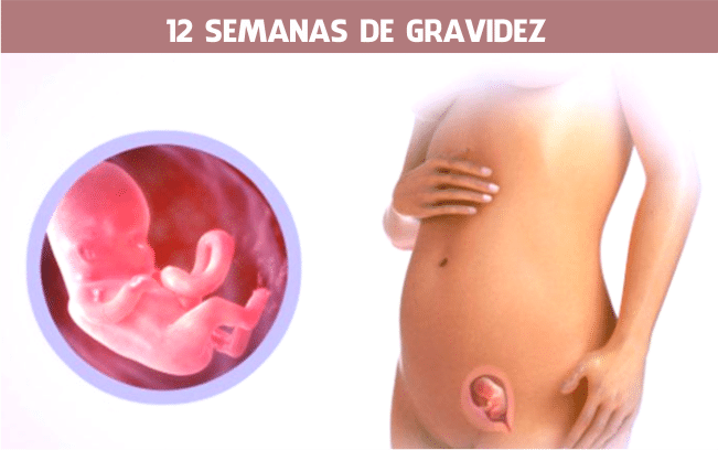 Read more about the article 12 semanas de gravidez