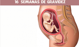 16 semanas de gravidez