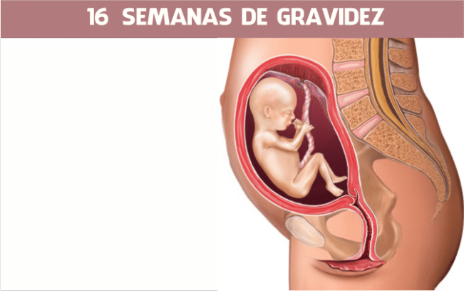 Read more about the article 16 semanas de gravidez
