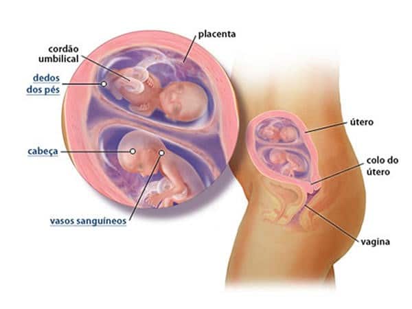 gestação gêmeos 16 semanas