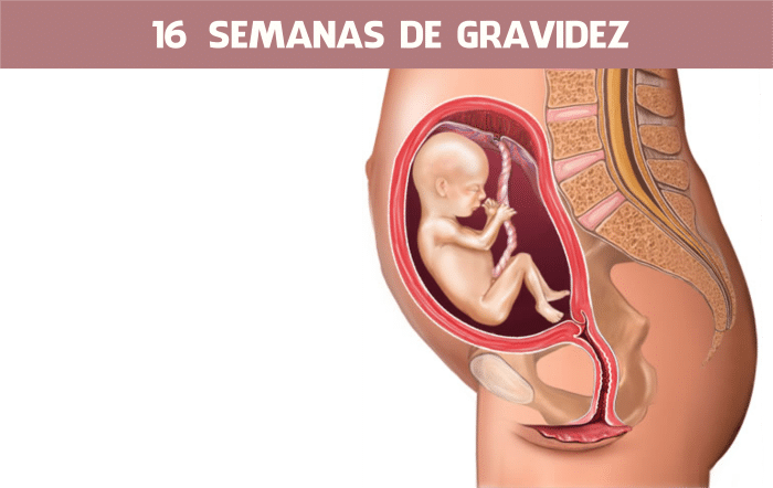 Semana 16 da gravidez