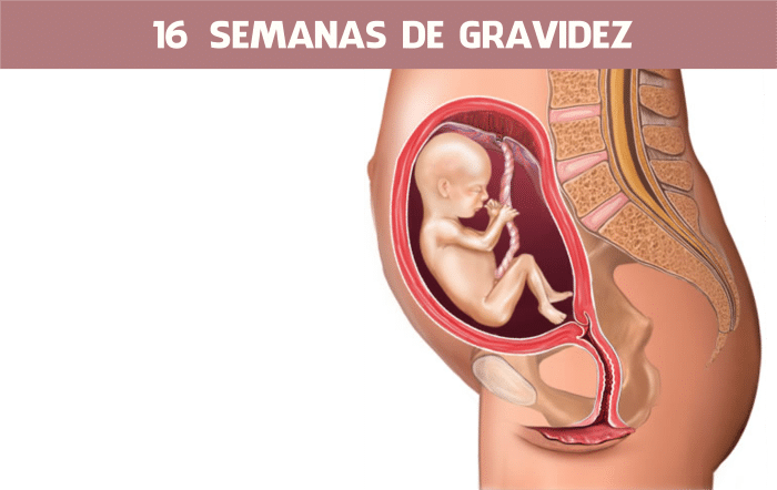 Semana 16 da gravidez 