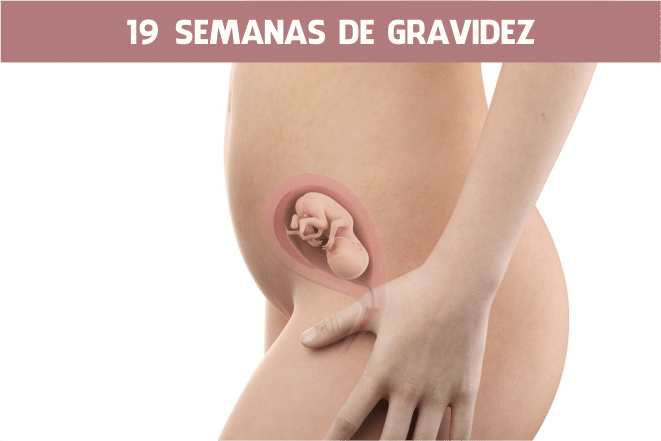 19 semanas de gravidez sintomas