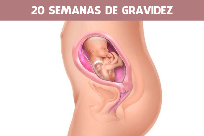 Read more about the article 20 semanas de gravidez