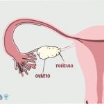 O que é folículo no ovário direito?