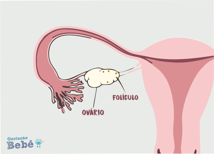 foliculo no ovario pode ser gravidez