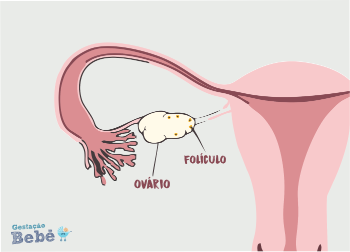 Read more about the article O que é folículo no ovário direito?