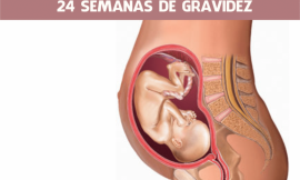 24 semanas de gravidez