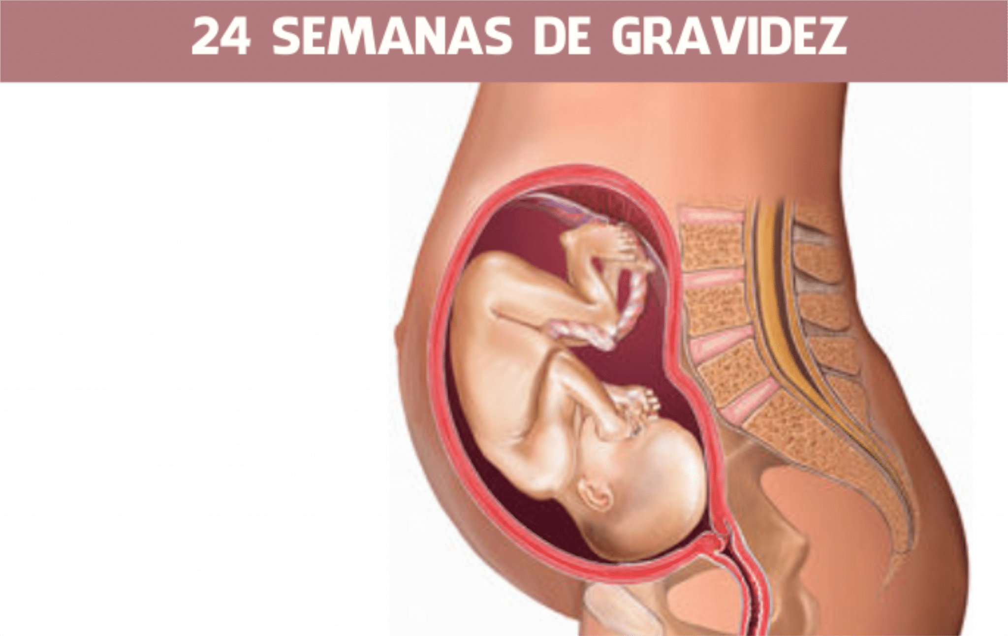 Read more about the article 24 semanas de gravidez