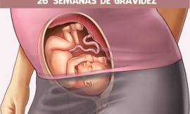 26 semanas de gravidez