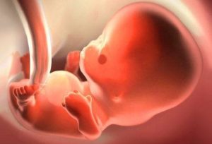 Feto com 2 meses: já se mexe? Qual o tamanho?