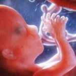 Feto com 4 meses: Tamanho, Peso e Fotos