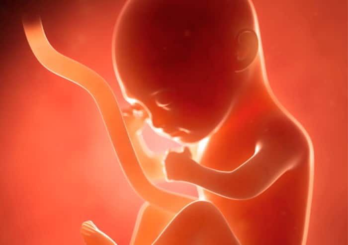 fotos de feto com 4 meses de gestação