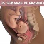 36 semanas de gravidez