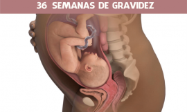 36 semanas de gravidez