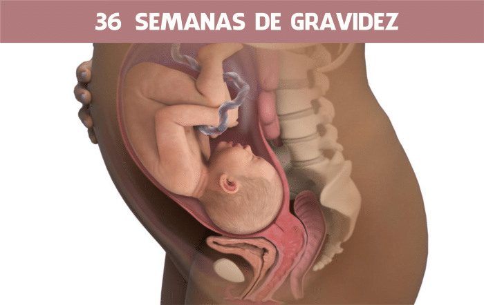 Read more about the article 36 semanas de gravidez