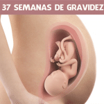 37 Semanas de gravidez