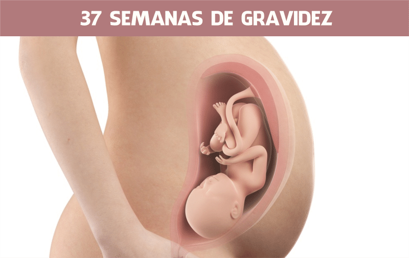 Read more about the article 37 Semanas de gravidez